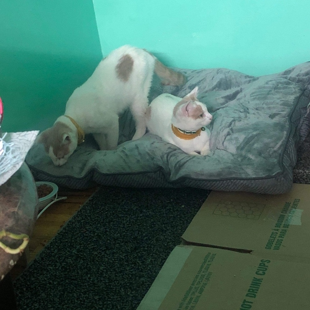 Meet your Posher, Bibianna